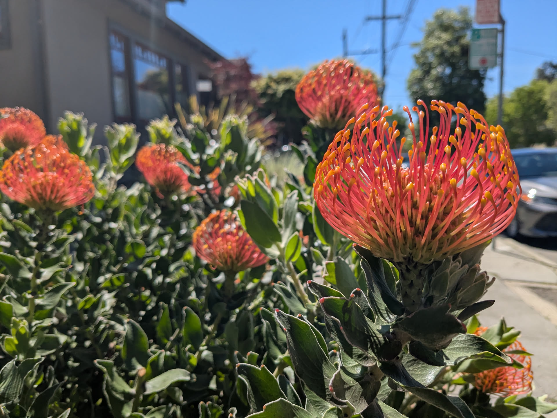 flowers in Oakland